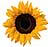 sunflower 2